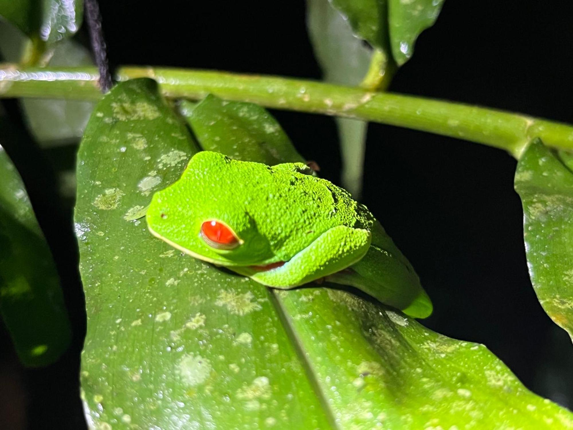 The Frog House Leilighet La Fortuna Eksteriør bilde